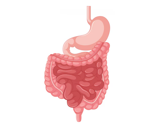 Études anti-ulcéreuses et anti-inflammatoires du Shilajit