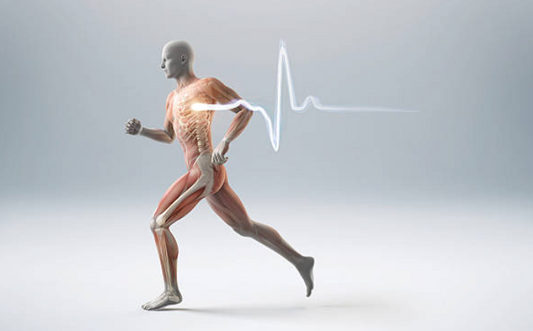 Effets du Shilajit sur le transcriptome musculaire humain