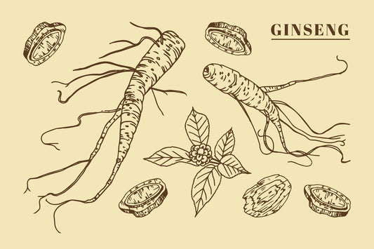 Le Ginseng, un adaptogène apprécié… mais parfois inefficace en l'absence de standardisation