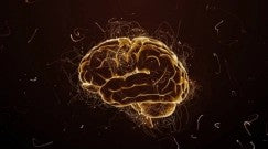Cerveau sans stress oxydatif
