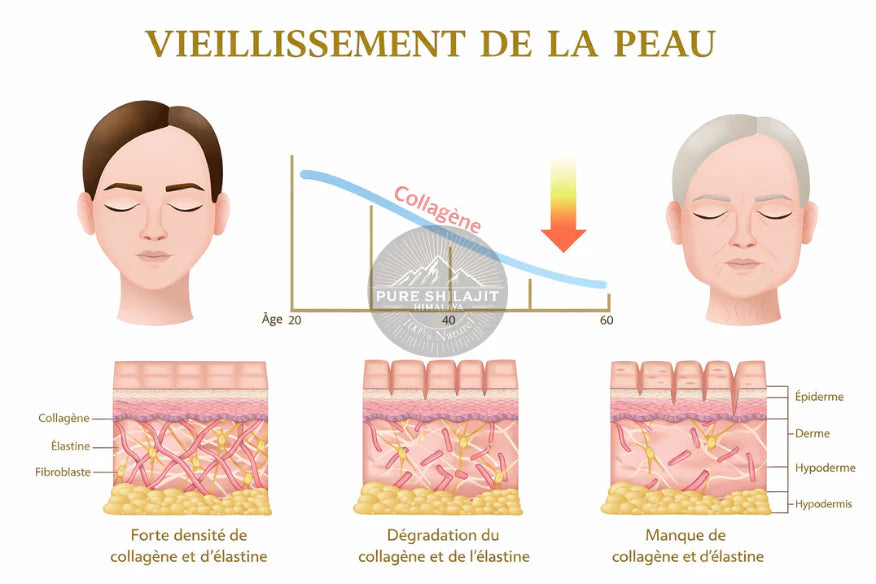 Métabolisme et vieillissement